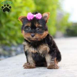 Lola, Yorkie Puppy